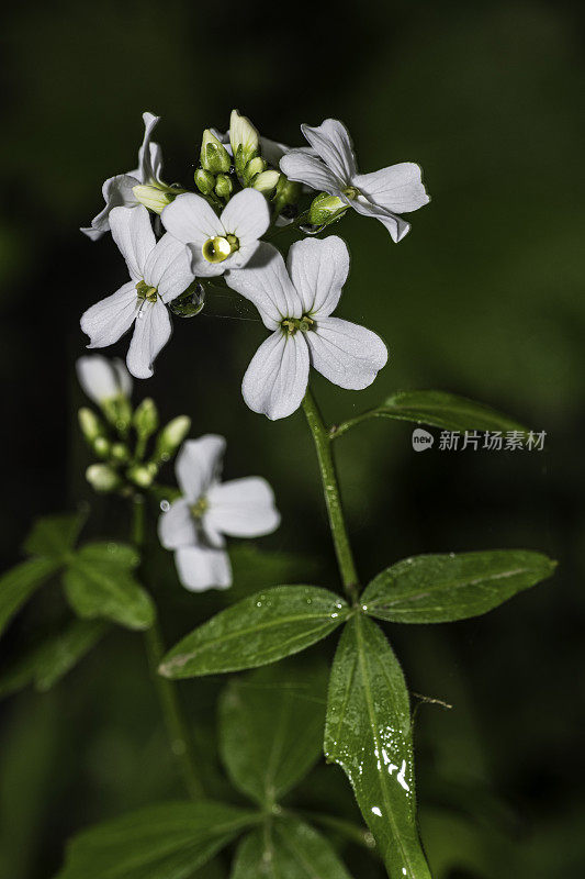 Cardamine california, Milkmaids，也叫denaria california，是一种花椰菜科植物，杰迪戴亚史密斯红木州立公园;